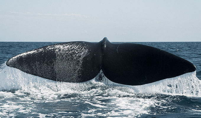 Cola de ballena franca austral en Puerto Pirámides, Patagonia