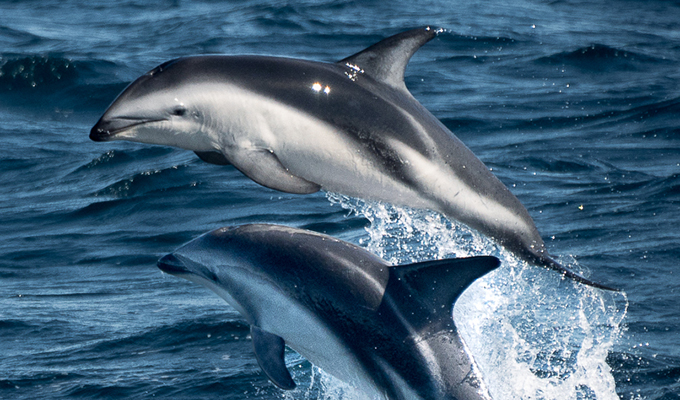 Delfines oscuros saltando en las aguas de Puerto Madryn, Patagonia